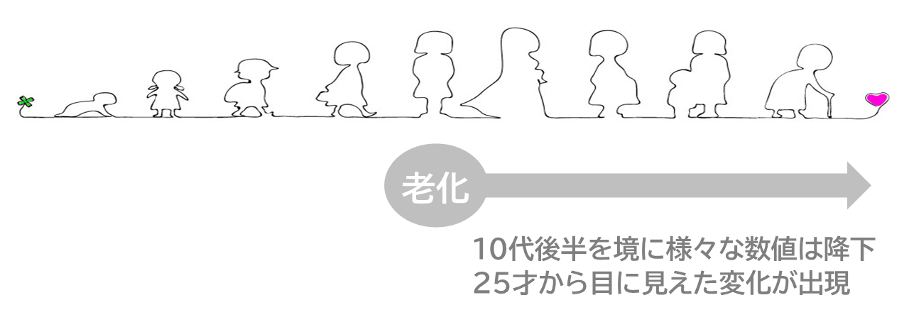 十代後半を境に様々な数値は低下。二十五歳から目に見えた変化が現れます