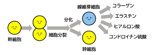 幹細胞は細胞分裂をして、幹細胞と分化して線維芽細胞になります。線維芽細胞からコラーゲン、エラスチン、ヒアルロン酸、コンドロイチン硫酸になります。