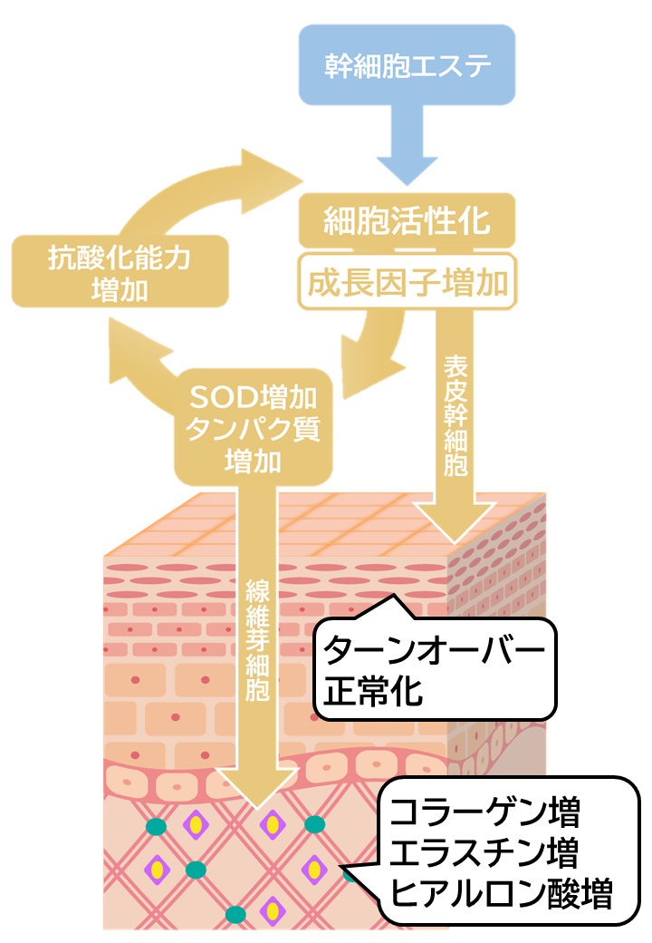 ヒト幹細胞エステはターンオーバーを正常化し、コラーゲンやエラスチン、ヒアルロン酸を増加させます